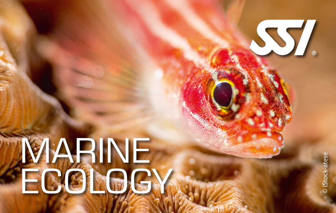 SSI Marine Ecology Course & Experiences