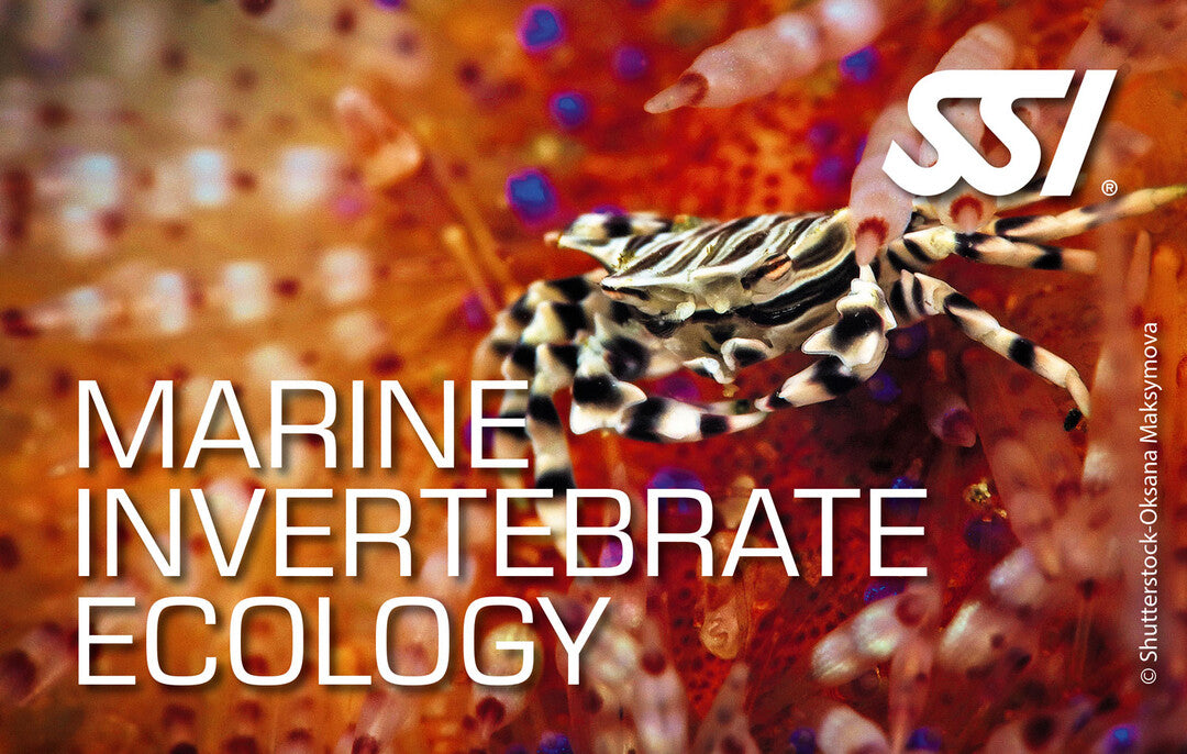 SSI Marine Invertebrate Ecology Course & Experiences