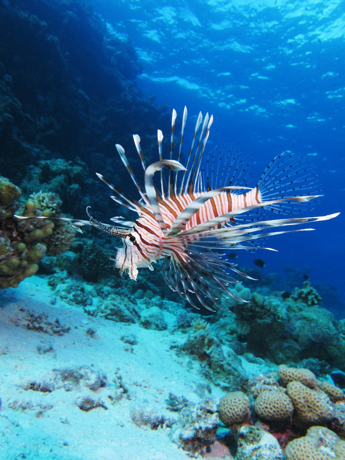 Lionfish at Shaab El Erg reef in the Egyptian Red Sea