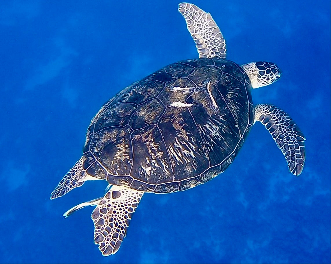 Sea turtle swimming in the Red Sea