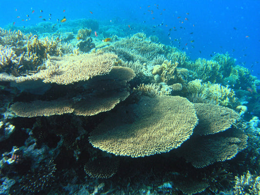 Table corals and reef fish in the Egyptian Red Sea — photograph by Mahmoud Habeeb / USAID