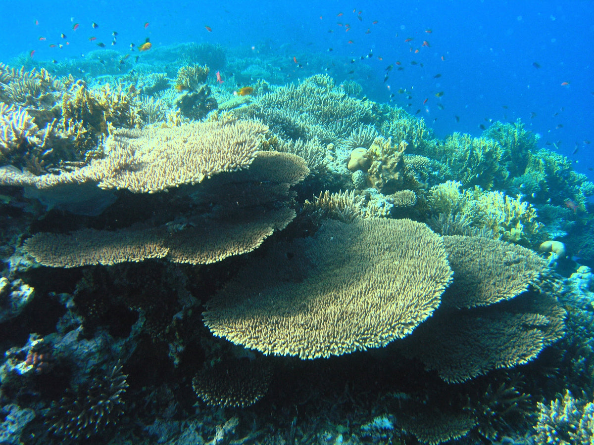 Dense table Acropora colonies and reef fish in the Egyptian Red Sea; photograph by Mahmoud Habeeb